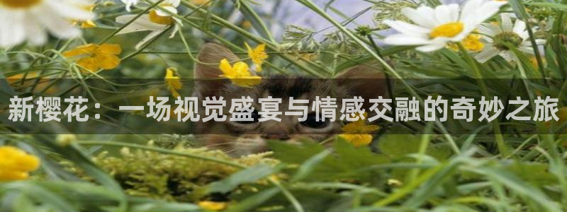 星空影视可信吗